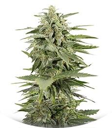 Industrial Plant Autoflowering CBD fem (Dinafem Seeds)
