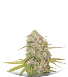 Lemon Skunk regular (DNA Genetics)