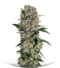 Papaya regular (Nirvana Seeds)