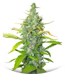 Skunk + (Power Skunk) fem (Kannabia Seeds)