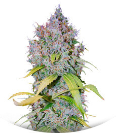 Super Lemon Haze x GMO fem (GHS)