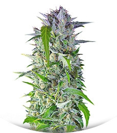 Crystal Candy Auto fem (Sweet Seeds)