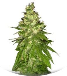 Mekong High fem (Dutch Passion)