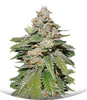 Auto Mokum's Tulip fem (Dutch Passion)