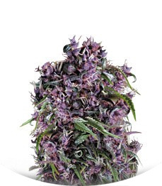 Purple fem (Pyramid Seeds)