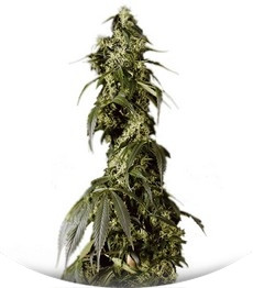 Arjan's Haze #1 fem (GHS)