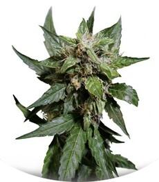 Auto Durban Poison fem (Dutch Passion)