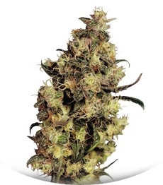 Blue Velvet fem (Dutch Passion)