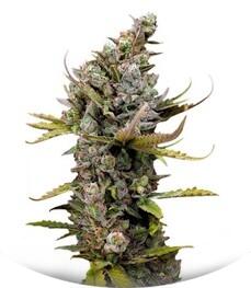 Cheese fem (Dinafem Seeds)