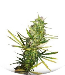 Diamond Girl fem (GHS)