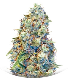 ICED Grapefruit fem (Female Seeds)