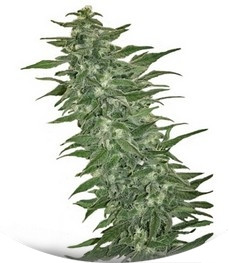 Rishi Kush regular (Mandala Seeds)