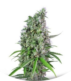 Sweet Trainwreck Auto fem (Sweet Seeds)