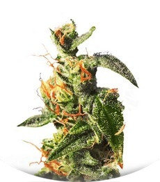 Diesel Glue (BCN Diesel) fem (Kannabia Seeds)