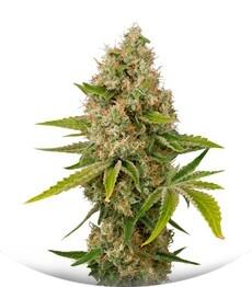 OG Kush Autoflowering fem (Dinafem Seeds)