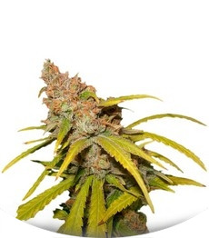 Сорт Pineapple Chunk мини