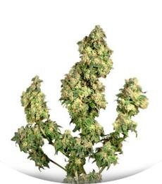 Ultra Skunk fem (Dutch Passion)