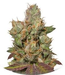 707 Truthband by Emerald Mountain fem (Humboldt Seeds)