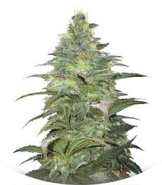 Blueberry Berry fem (Bulk Seed Bank)