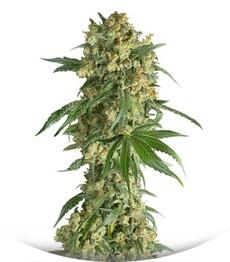 Big Kush fem (Dinafem Seeds)