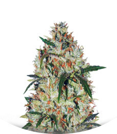 Cheese fem (Vision Seeds)