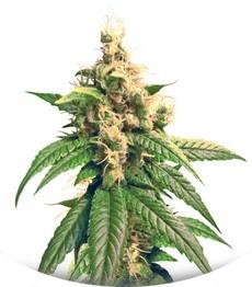 Skunk Kush regular (Sensi Seeds)