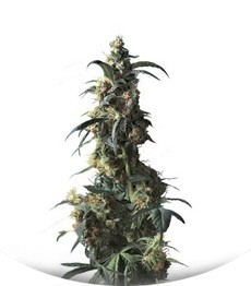 Domina Haze fem (Kannabia Seeds)
