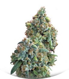 Hindu Kush (Kaya Gold) fem (Nirvana Seeds)