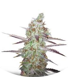 MK Ultra Kush regular (TH Seeds)