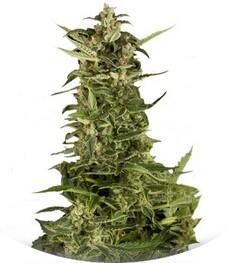 PolarLight #2 Auto fem (Dutch Passion)