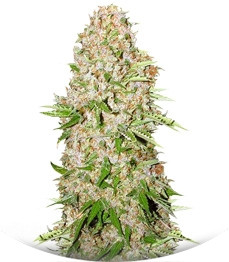 Skunk Special fem (Female Seeds)