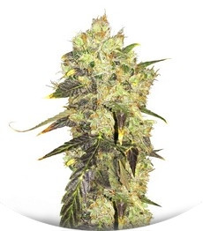 Supreme Durban CBD fem (Nirvana Seeds)