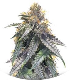 Bubba’s Gift fem (Humboldt Seeds)