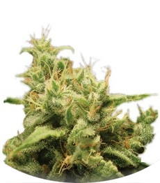 Opium fem (Paradise Seeds)