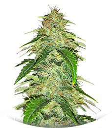 Original Auto Russian fem (FastBuds)