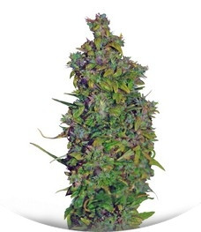 VIP Dwarf Auto fem (VIP seeds)