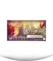 Buddha Assorted Auto fem (Buddha Seeds)