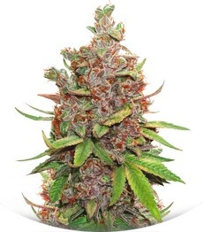 Auto Glueberry O.G. fem (Dutch Passion)