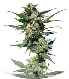 Big Devil #2 Auto fem (Sweet Seeds)