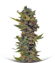 Northern Delights Auto fem (VIP seeds)