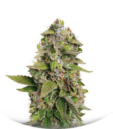 Auto Banana Blaze fem (Dutch Passion)