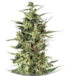 Dutch Cheese fem (Dutch Passion)