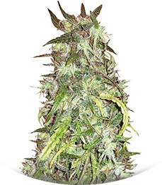 Haze 1 (Amnesia Haze) regular (Nirvana Seeds)