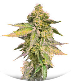 RS11 x Banana OG fem (Barney's Farm)