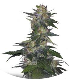 The Hog regular (TH Seeds)