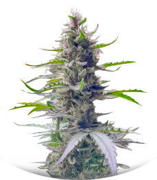 Gorilla 4 Autoflower fem (Easy Grow Seeds)