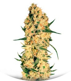 Jamaican Dream fem (Eva Seeds)