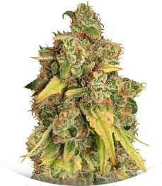 Kali & the Chocolate Factory fem (KFC Seeds)