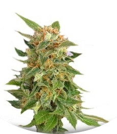 Hobbit Auto (Ginger Punch Auto) fem (Kannabia Seeds)