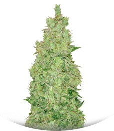 Smokin'Gun Auto fem (Dr. Krippling Seeds)